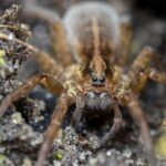 Wolf Spider